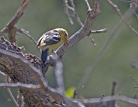 Western Tanager 2097